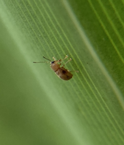 Jordanthribus planifacietus
