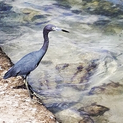 Egretta caerulea