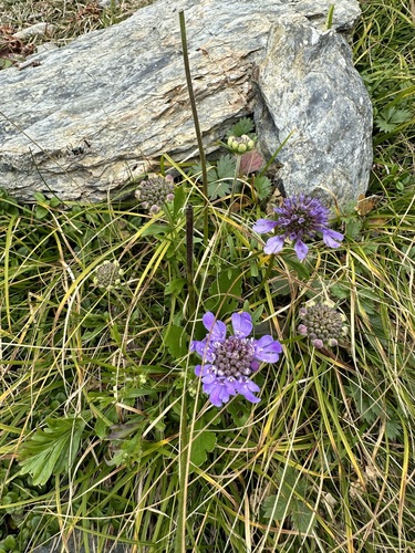 Pincushion-flower (Scabiosa japonica)