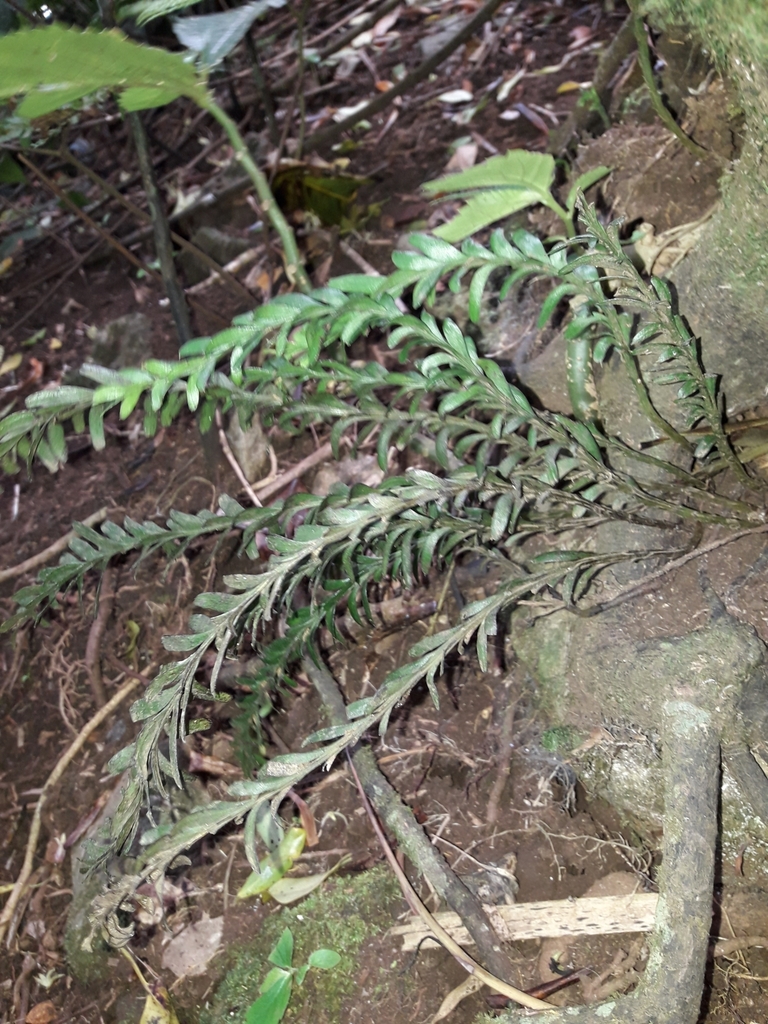 Tmesipteris eucampta (Tmesipteris eucampta)