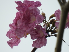 Tabebuia rosea
