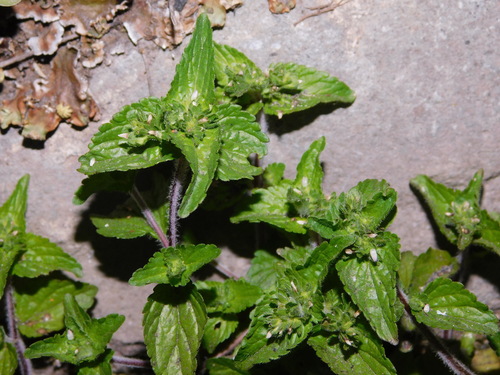 Image of Veronica javanica by (c) Ganjar Cahyadi, some rights reserved (CC BY)