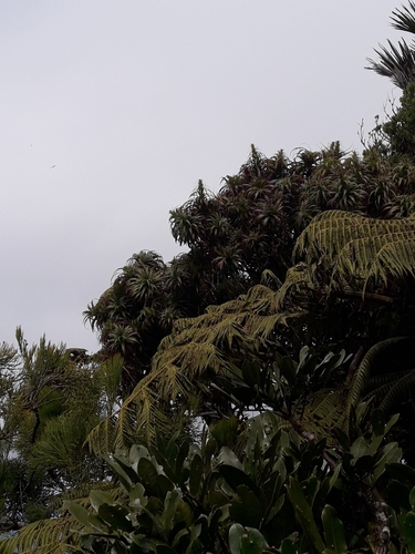 Image of Dracophyllum fitzgeraldii by (c) naturewatchwidow, some rights reserved (CC BY)