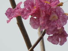 Tabebuia rosea