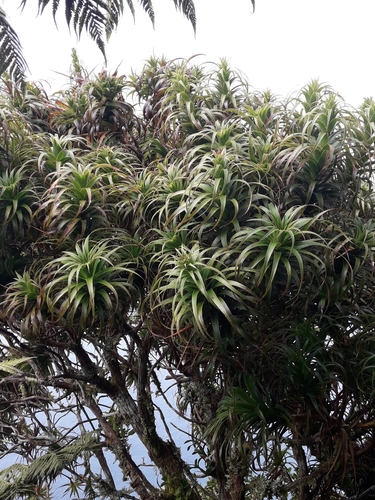 Image of Dracophyllum fitzgeraldii by (c) naturewatchwidow, some rights reserved (CC BY)
