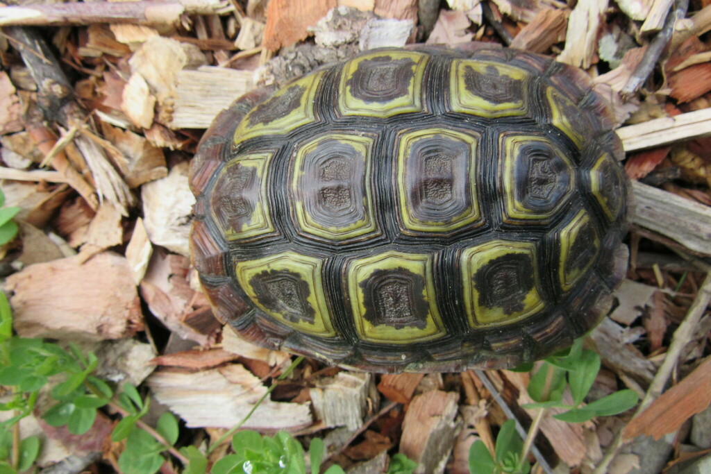 Parrot-beaked Tortoise from Kenilworth, Cape Town, 7708, South Africa ...