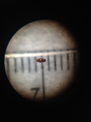 Atomaria