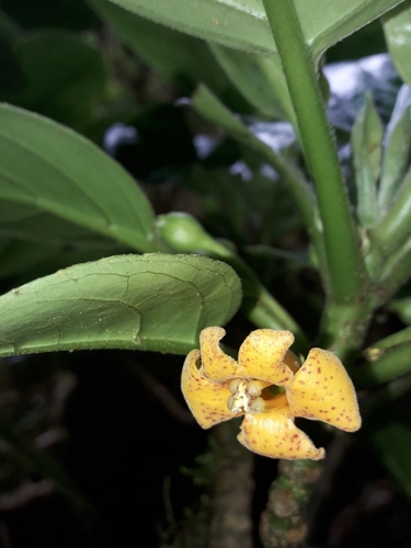 Pumpkin Tree (Negria rhabdothamnoides)