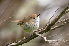 Brown Thornbill photo 3