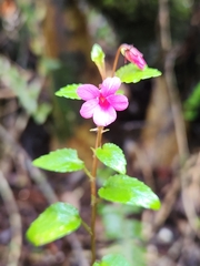 Red violet (Viola rubella)