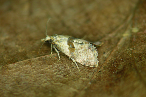 Cochylidia implicitana (Wocke, 1856)