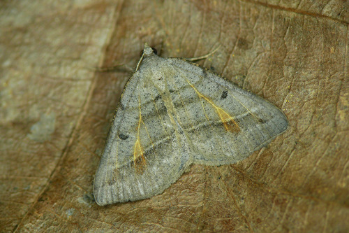 Macaria artesiaria (Denis & Schiffermüller), 1775