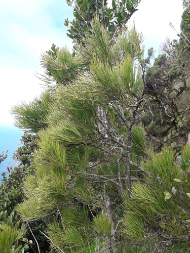 Exocarpos homalocladus observed 2023-09-20