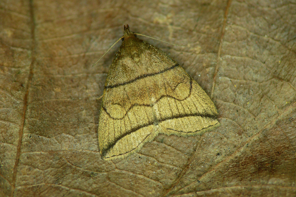 Small Fan-foot