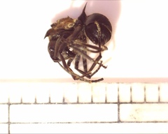 Polyrhachis militaris