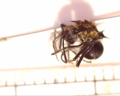 Polyrhachis militaris