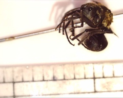 Polyrhachis militaris
