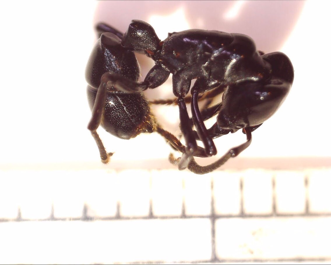 Plectroctena cristata