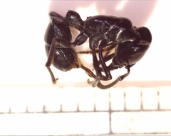 Plectroctena