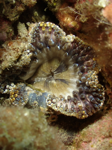 Daisy Anemone, photo 8 of 8