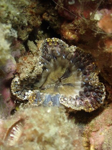 Daisy Anemone, photo 7 of 8