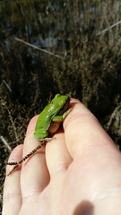 Hyla savignyi