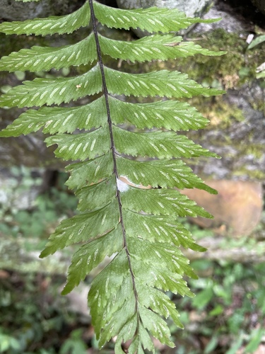 Hymenasplenium excisum iNat (3)