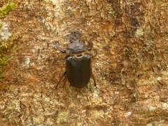 Sphaenognathus kolbei