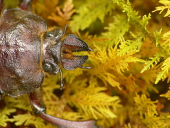 Sphaenognathus kolbei