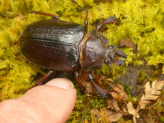 Sphaenognathus kolbei