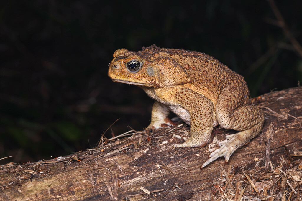 Cane Toad from Brisbane QLD, Australia on August 13, 2022 at 1212 AM