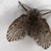 Moth Flies and Sand Flies - Photo (c) gbohne, some rights reserved (CC BY-SA)