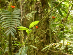 Centropogon baezanus