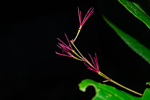 Cleidion lasiophyllum observed 2023-08-26