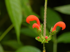 Centropogon baezanus