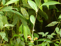 Centropogon baezanus