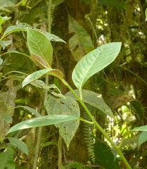 Centropogon baezanus