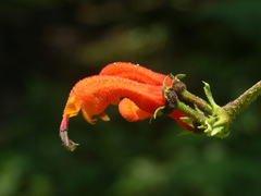 Centropogon baezanus