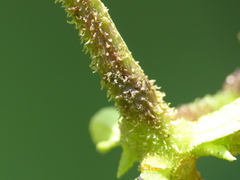 Centropogon baezanus