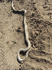 Phalotris lemniscatus