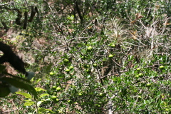 Diospyros xolocotzii