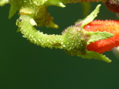 Centropogon baezanus