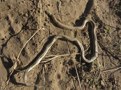 Phalotris lemniscatus