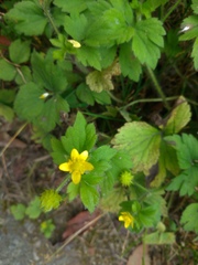 Ranunculus cantoniensis