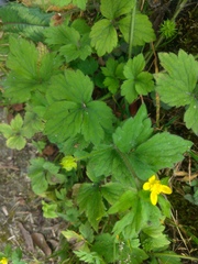 Ranunculus cantoniensis