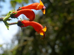 Centropogon baezanus