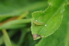 Draeculacephala balli