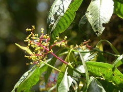 Palicourea corniculata