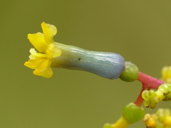 Palicourea corniculata