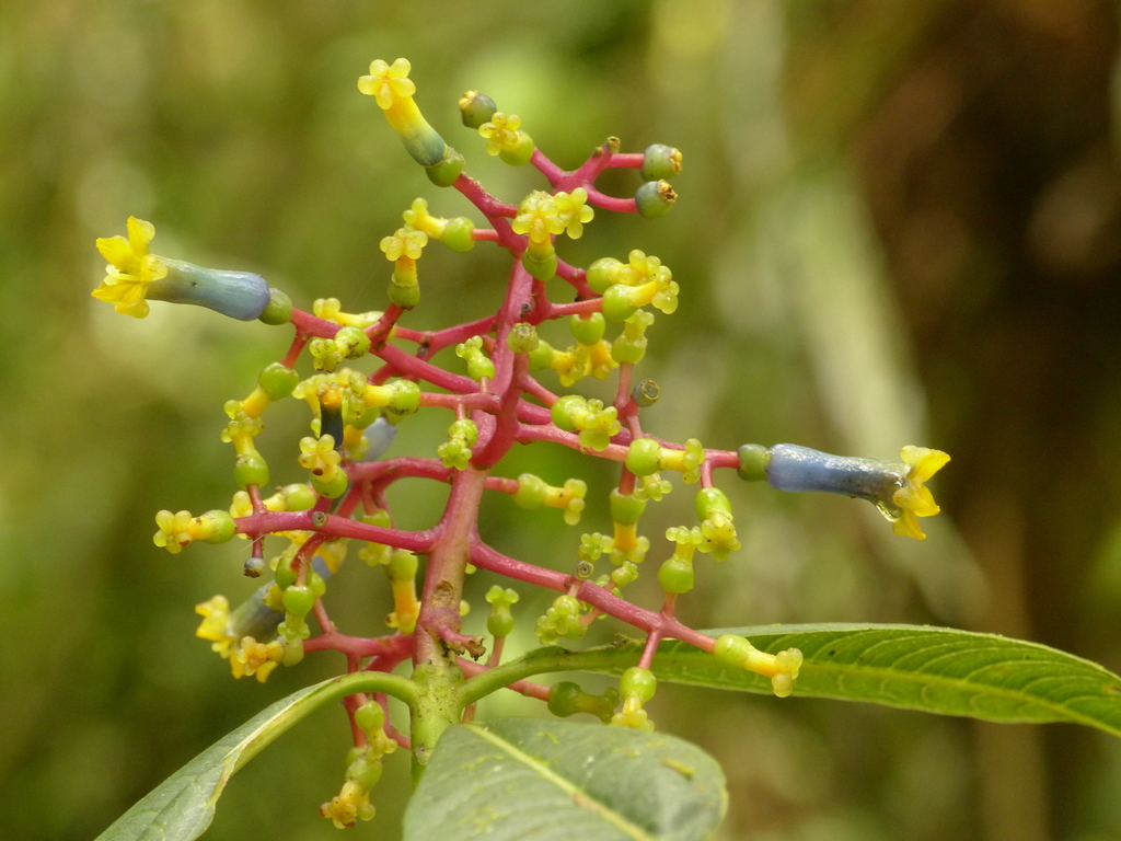 Palicoureeae